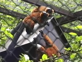 Beautiful, furry Red Lemurs at the Combe Martin Wildlife & Dinosaur Park